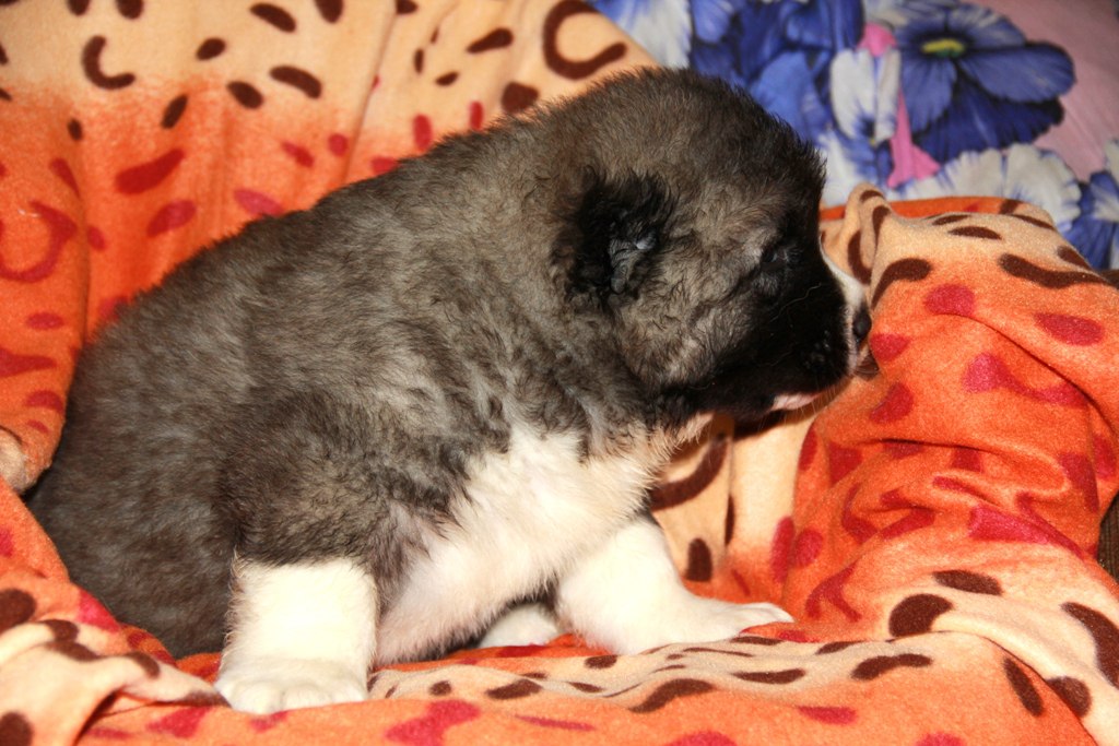 мальч 1 мес