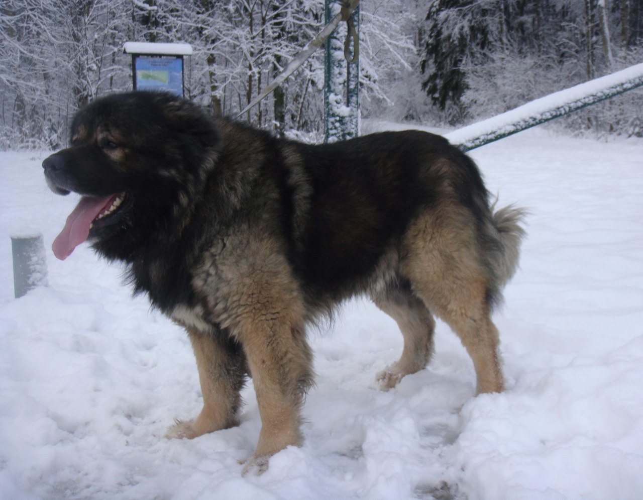 папа