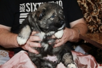 дев 1 мес