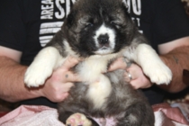 мальчик , возраст 1 мес