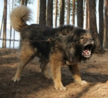 папа