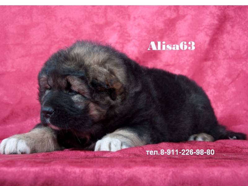 Щенки кавказской овчарки,кавказская овчарка, щенки кавказской овчарки, кавказская овчарка фото, купить кавказскую овчарку, купить щенка кавказской овчарки, кавказская овчарка видео, питомник кавказских овчарок, собака кавказская овчарка, щенки кавказской 