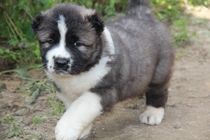 девочки пристроена